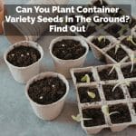 Can You Plant Container Variety Seeds In The Ground