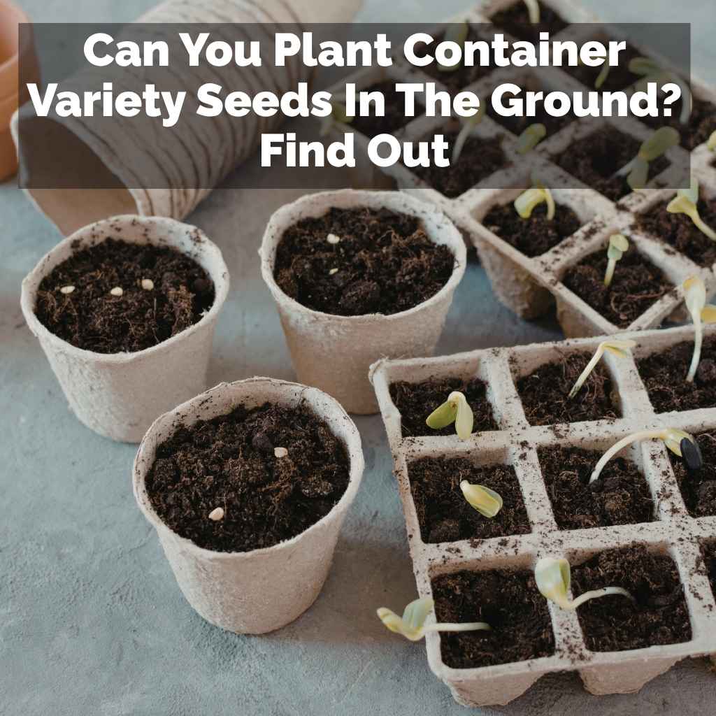 Can You Plant Container Variety Seeds In The Ground