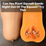 Can You Plant Squash Seeds Right Out Of The Squash