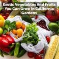 Exotic Vegetables And Fruits You Can Grow In California Gardens