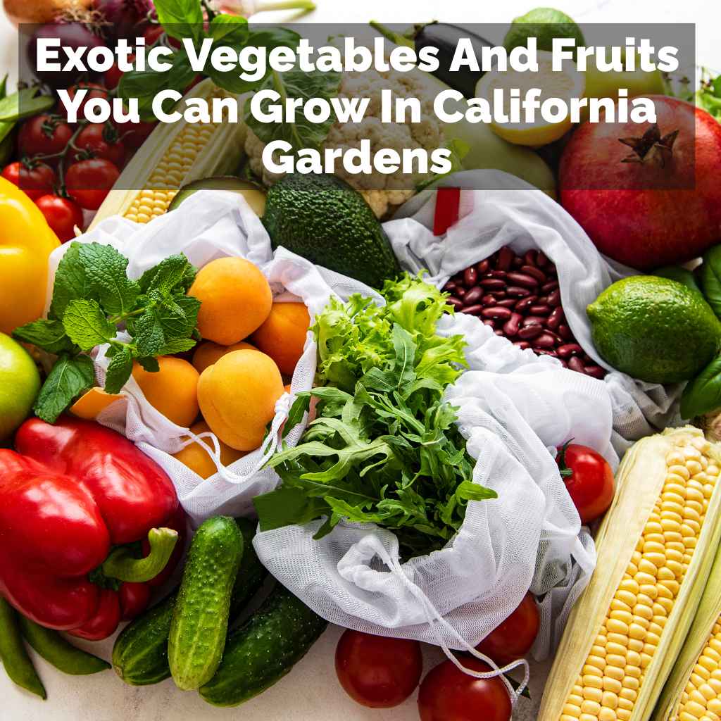 Exotic Vegetables And Fruits You Can Grow In California Gardens