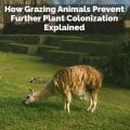How Grazing Animals Prevent Further Plant Colonization Explained