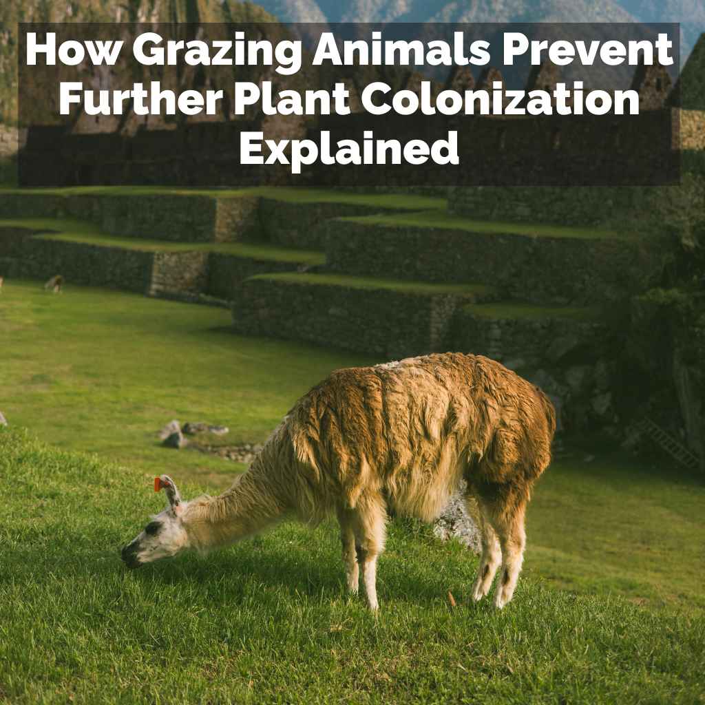How Grazing Animals Prevent Further Plant Colonization Explained