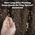How Long After Planting Grass Seeds Do They Sprout