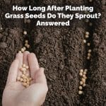 How Long After Planting Grass Seeds Do They Sprout