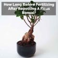 How Long Before Fertilizing After Repotting A Ficus Bonsai?