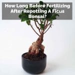 How Long Before Fertilizing After Repotting A Ficus Bonsai?
