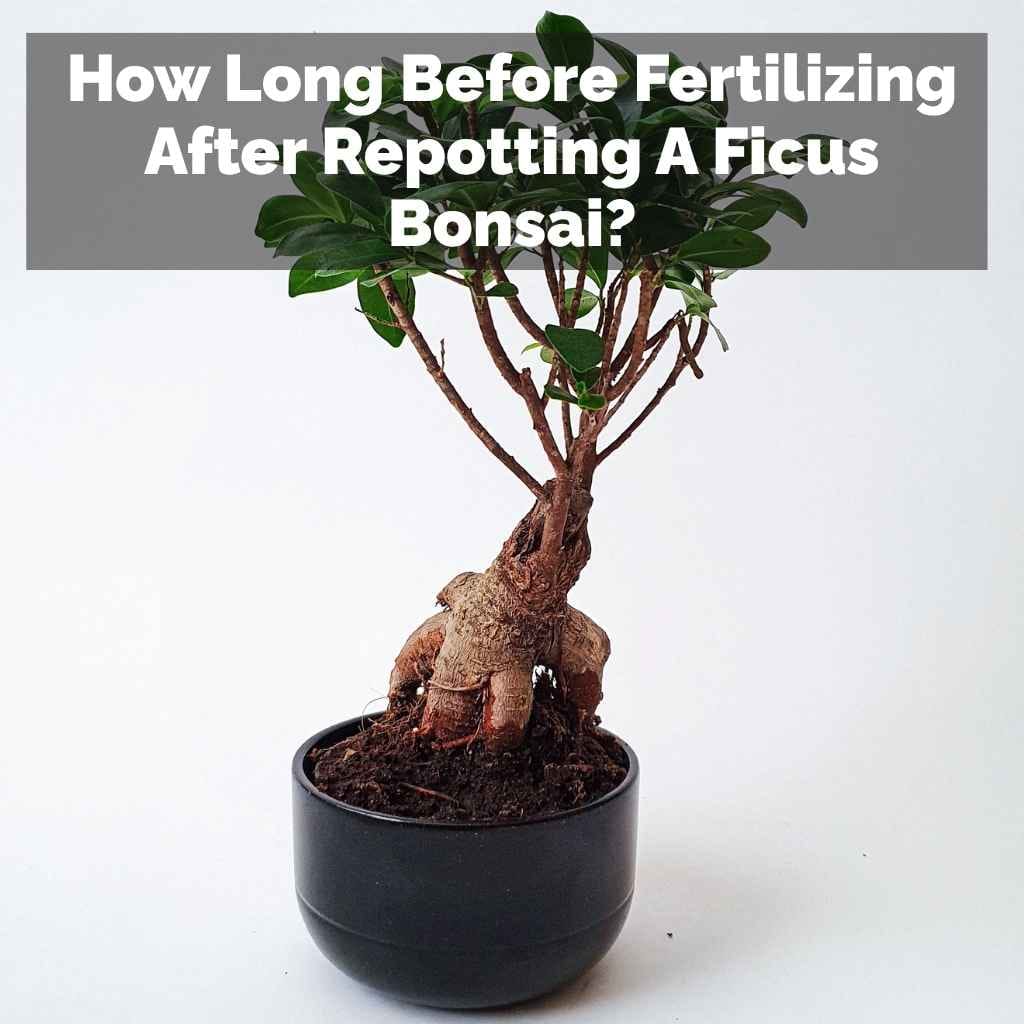How Long Before Fertilizing After Repotting A Ficus Bonsai?