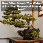 How Often Should You Water A Brazilian Rosewood Bonsai Seed?