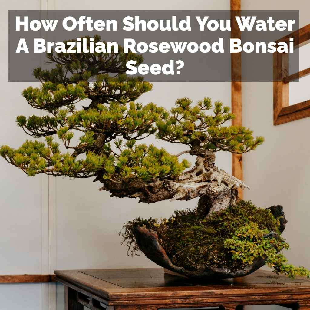How Often Should You Water A Brazilian Rosewood Bonsai Seed?