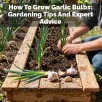 How To Grow Garlic Bulbs