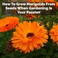 How To Grow Marigolds From Seeds When Gardening Is Your Passion