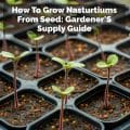 How To Grow Nasturtiums From Seed
