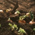 How To Grow Onions