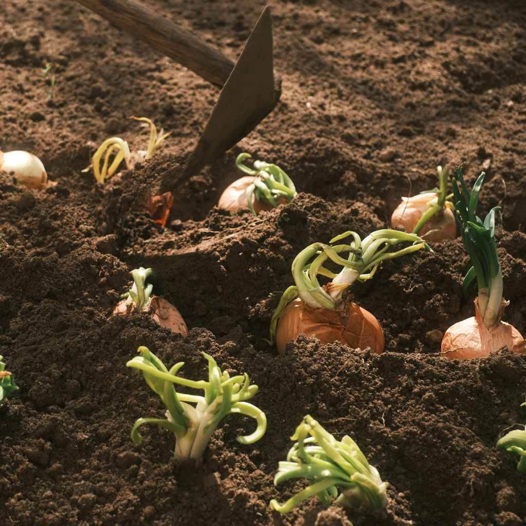 How To Grow Onions