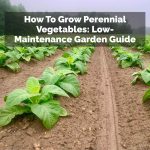 How To Grow Perennial Vegetables