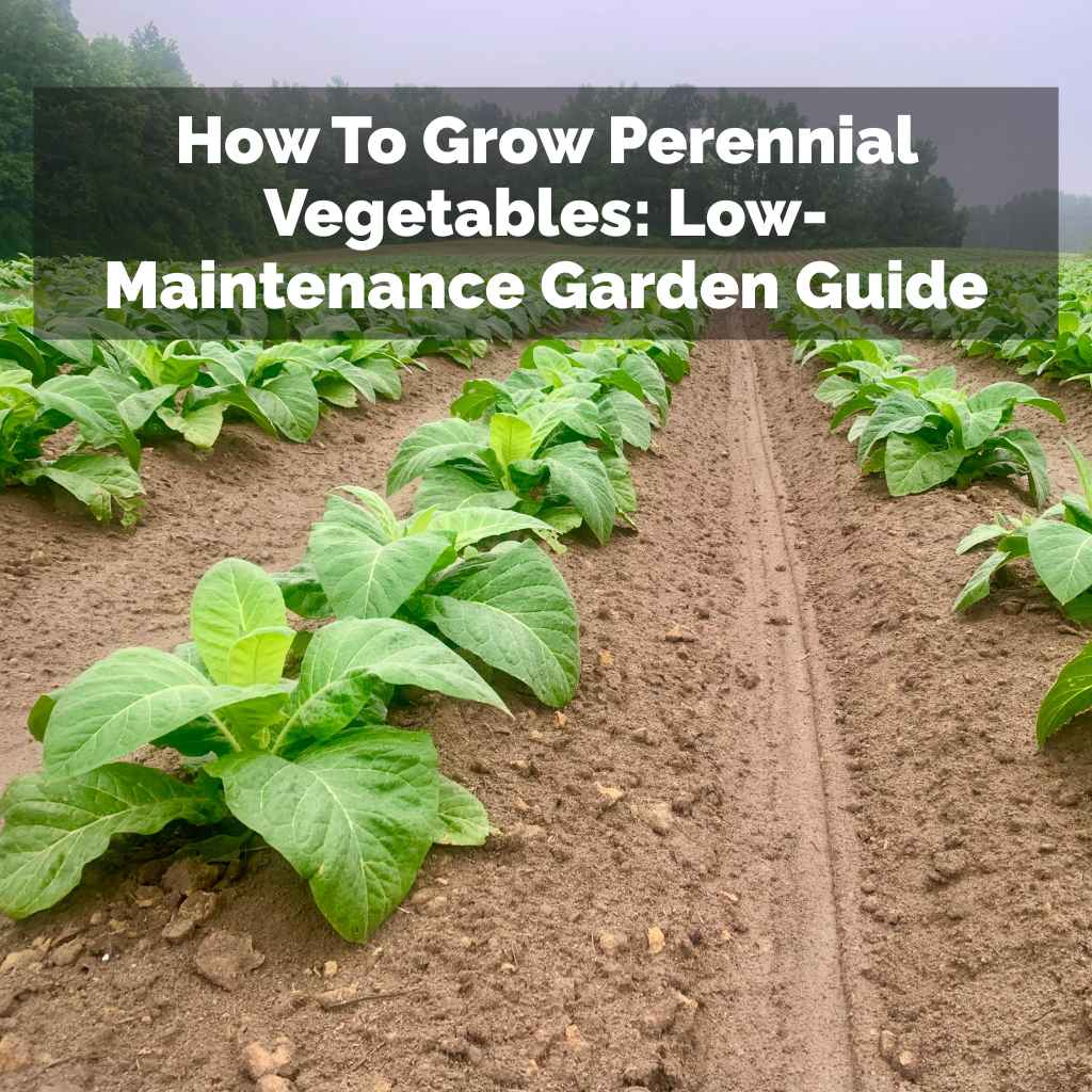 How To Grow Perennial Vegetables