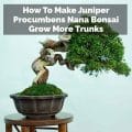 How To Make Juniper Procumbens Nana Bonsai Grow More Trunks