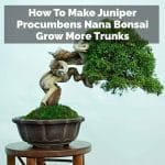 How To Make Juniper Procumbens Nana Bonsai Grow More Trunks