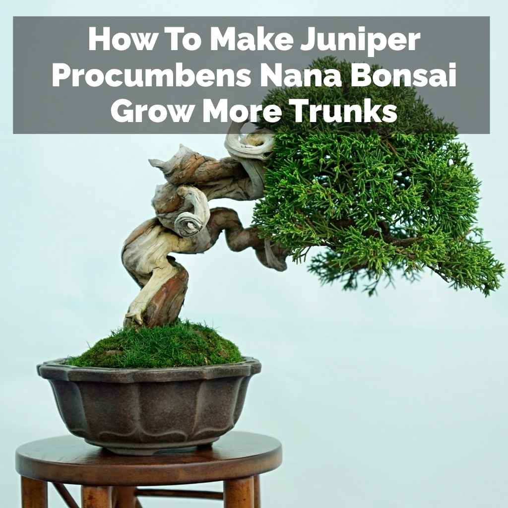 How To Make Juniper Procumbens Nana Bonsai Grow More Trunks