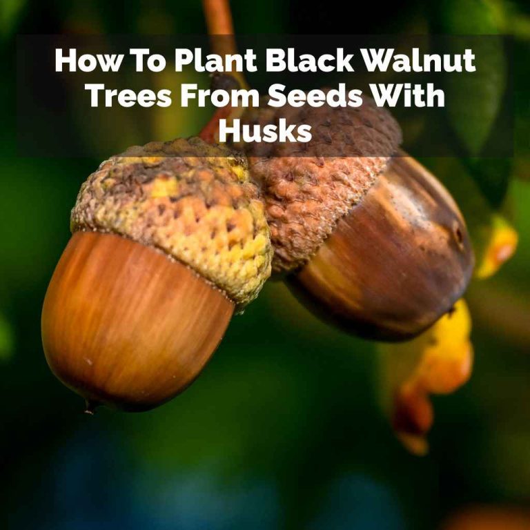 How To Plant Black Walnut Trees From Seeds With Husks