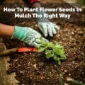 How To Plant Flower Seeds In Mulch The Right Way