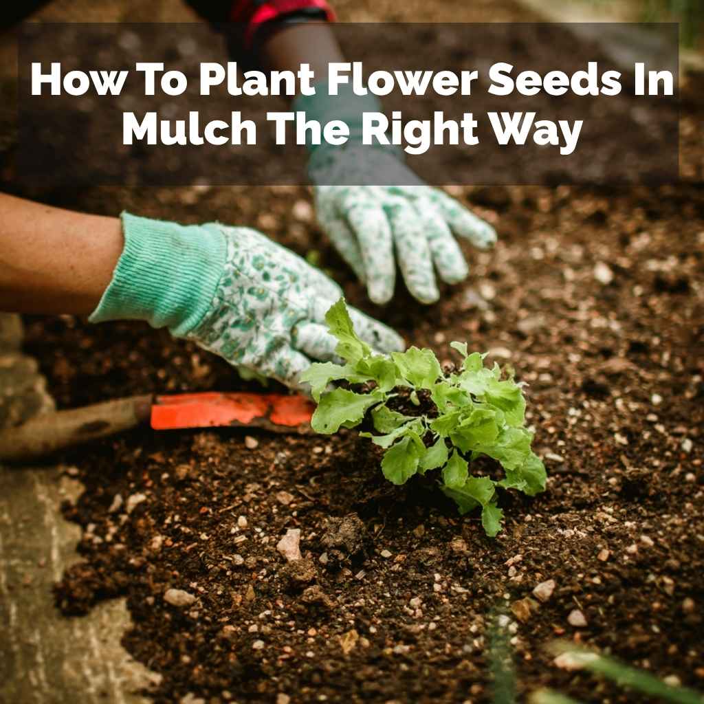 How To Plant Flower Seeds In Mulch The Right Way