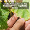 How To Prevent Insects And Diseases In Your Vegetable Garden