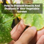 How To Prevent Insects And Diseases In Your Vegetable Garden