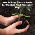 How To Save Tomato Seeds For Planting Next Year