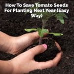 How To Save Tomato Seeds For Planting Next Year