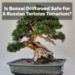 Is Bonsai Driftwood Safe For A Russian Tortoise Terrarium?