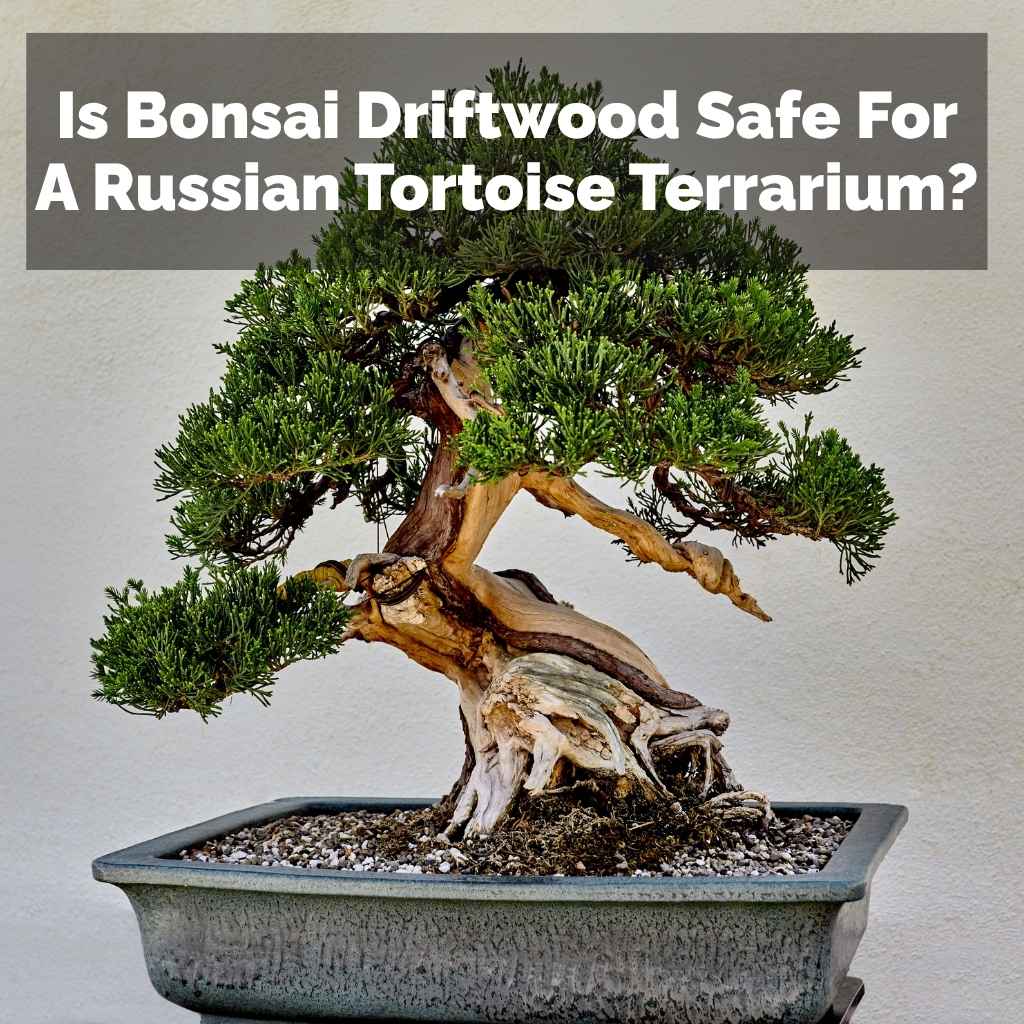 Is Bonsai Driftwood Safe For A Russian Tortoise Terrarium?
