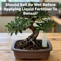 Should Soil Be Wet Before Applying Liquid Fertilizer To Bonsai