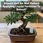 Should Soil Be Wet Before Applying Liquid Fertilizer To Bonsai