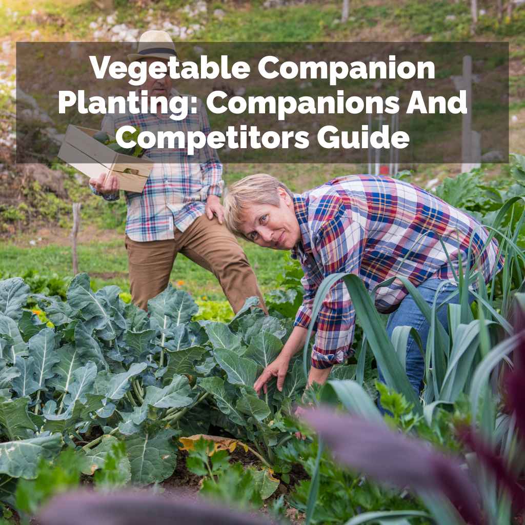 Vegetable Companion Planting