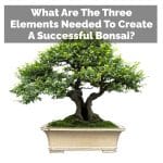 What Are The Three Elements Needed To Create A Successful Bonsai?
