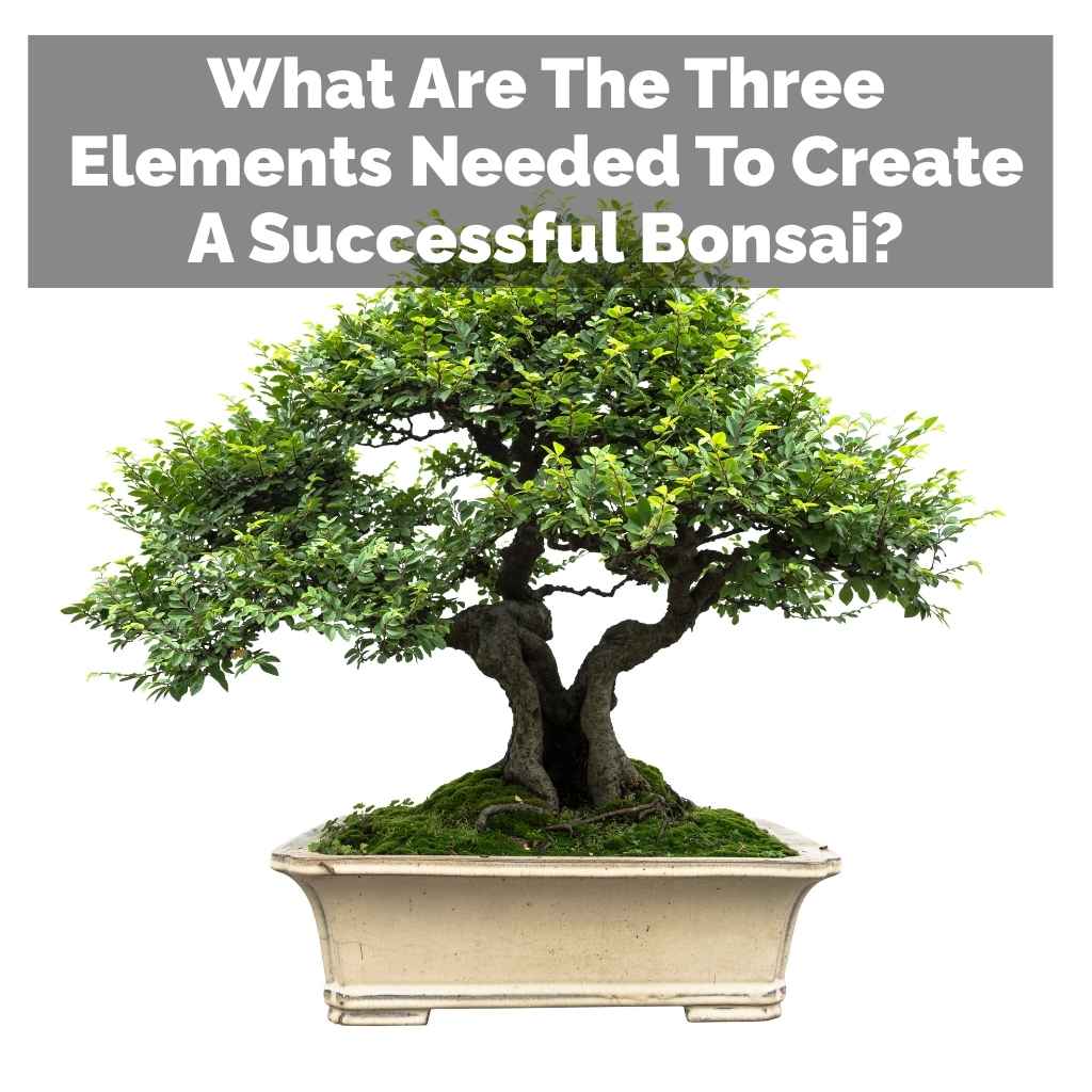 What Are The Three Elements Needed To Create A Successful Bonsai?