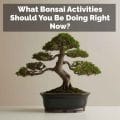 What Bonsai Activities Should You Be Doing Right Now?