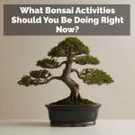 What Bonsai Activities Should You Be Doing Right Now?