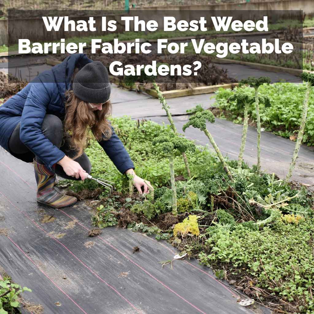 What Is The Best Weed Barrier Fabric For Vegetable Gardens?