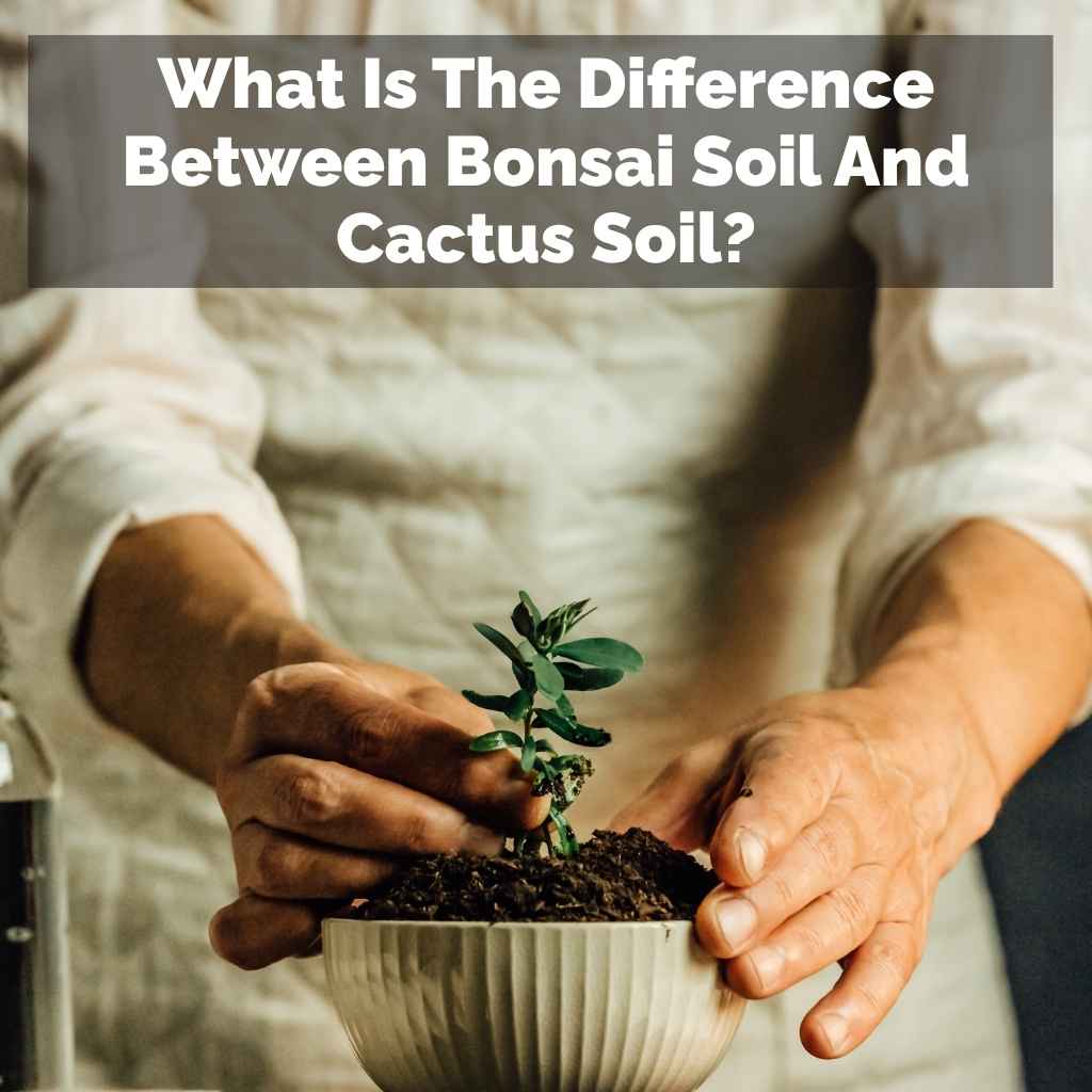 What Is The Difference Between Bonsai Soil And Cactus Soil?