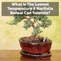 What Is The Lowest Temperature A Narifolia Bonsai Can Tolerate?