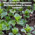 What Kinds Of Vegetables Do People Grow In Home Gardens?