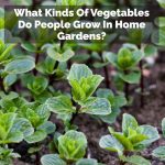 What Kinds Of Vegetables Do People Grow In Home Gardens?