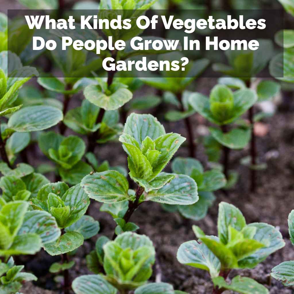 What Kinds Of Vegetables Do People Grow In Home Gardens?