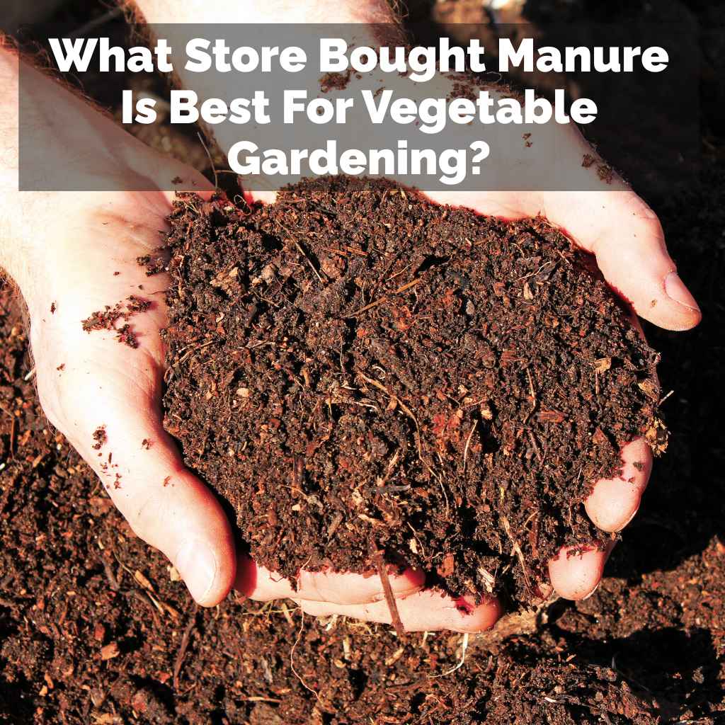 What Store Bought Manure Is Best For Vegetable Gardening?