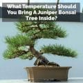 What Temperature Should You Bring A Juniper Bonsai Tree Inside