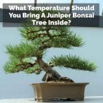 What Temperature Should You Bring A Juniper Bonsai Tree Inside