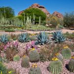 When Does The Gertrudis Restaurant At Desert Botanical Gardens Open